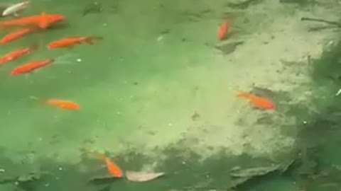 Big goldfish with small goldfish