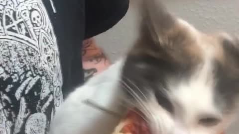 Kitty Goes Berserk for Pizza