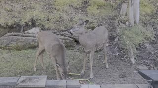 Harvest Feast