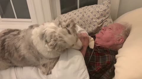 Australian Shepherd cuddles & comforts great-grandfather