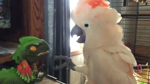 cockatoo vs dinosaur EPIC BATTLE!!!!!