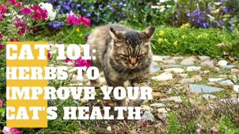 Herbs to Improve Your Cats Health