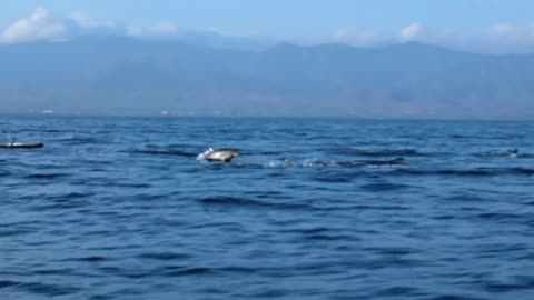 Dolphins jumping out of water.