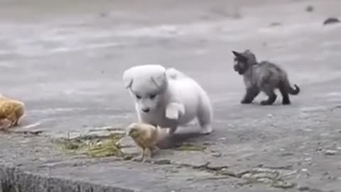 lindura de cachorro jugando con pollitos