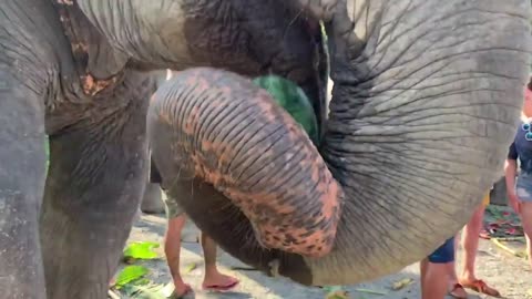 Elephant Jungle Sanctuary in Phuket, Thailand