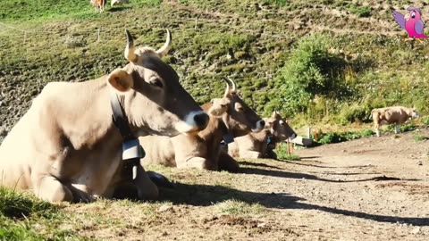 COW VIDEO 🐮🐄 COWS MOOING AND GRAZING IN A FIELD 🐄🐮