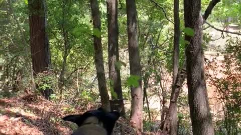 Extremely ambitious dog tries to uproot small tree