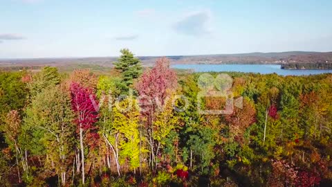 Aerial over vast forests of fall foliage and color in Maine or New England 2