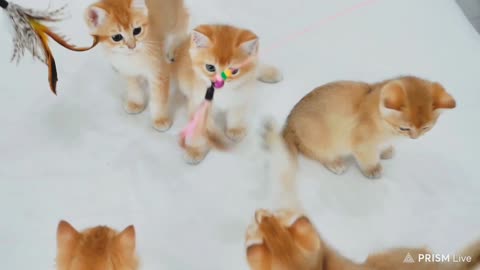 Sekumpulan anak kucing lucu