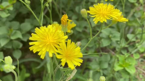 Yellow flowers are blown by the wind