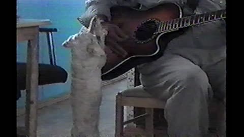 Little Dog Dances To Owner's Kitchen Guitar Playing