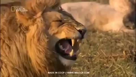 This Lion Was Smooking Something.. Funny Lion..must watch..