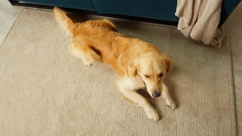 Golden retriever top view. Obedient dog lying on floor in living room