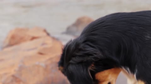 A Close-Up Video of a Domestic Dog