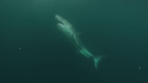 Great White Shark - watch what the diver does!