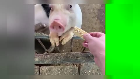 Piglet eats a snack bar