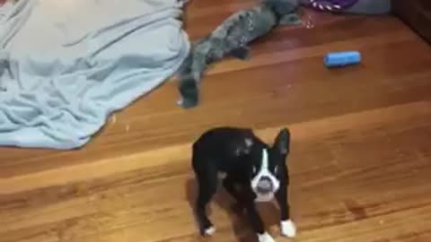 Boston Terrier is a bubble-popping machine