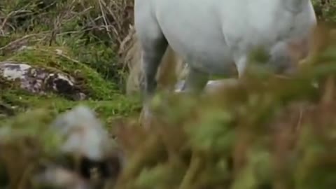 Amazing Horse 🐎 Running