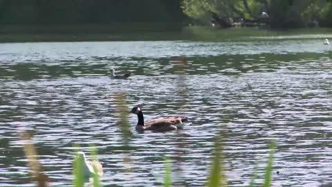 Princess Duck on a Lake Taking Afternoon Bath