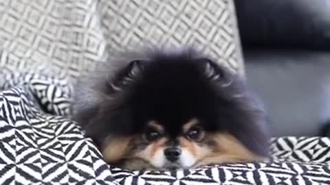 Pomeranian - The Cutest Dog In The World!