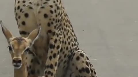 Young cheetah's first hunt