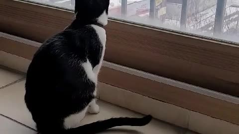 A cat watching the snow fall