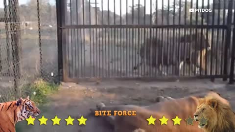 Lion VS Tiger Real Fight Tiger Vs Lion Hd 2021 Video - PITDOG