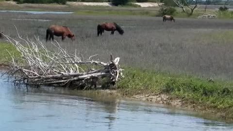 Wild Horses of Carrot Island