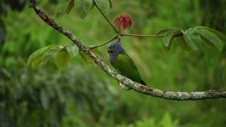 Quite Nature Ave Parrot In Forest