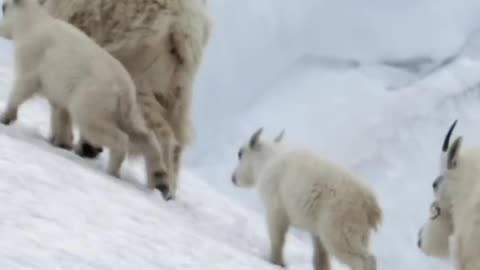 BBCEarth _MountainGoats #WildlifeDocumentary #NatureLovers #NaturalWorld #AnimalBehavior