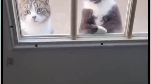 Funny cat videos