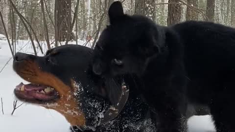 Pantera Plays With Her Puppy Dog Friend