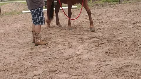 Mustang Ruby Doing Groundwork, Healing PTSD