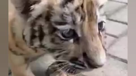 Cute Little TIGER