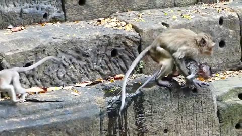 All The Baby Monkeys Are Happy Swimming in The Water #shorts #video #virals #videoviral