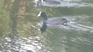 ASMR Peaceful Nature Duck Goose Videos