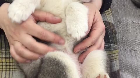 Sweet husky puppy