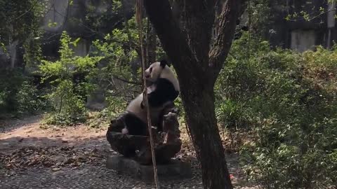 When the panda is tired