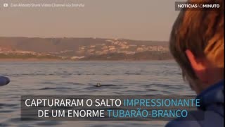 Tubarão-branco dá salto impressionante perto de barco na África do sul