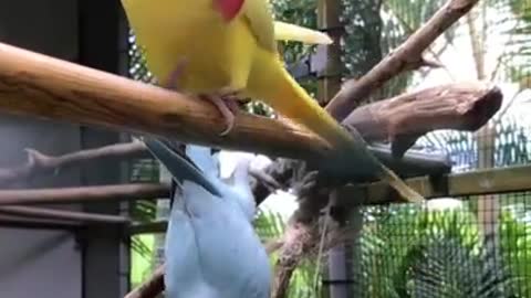 Funny Parrots Videos cute moment