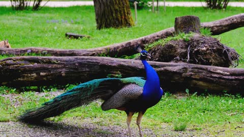 crying peacock