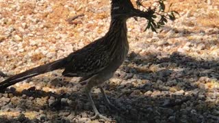 Roadrunner Working on Nest