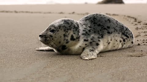 Galapagos Sea Lion