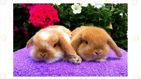 Mini Lop Rabbit Facts 101 (Part 1)