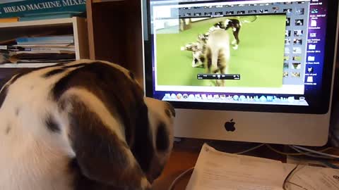 Great Dane Gunner watches himself on video