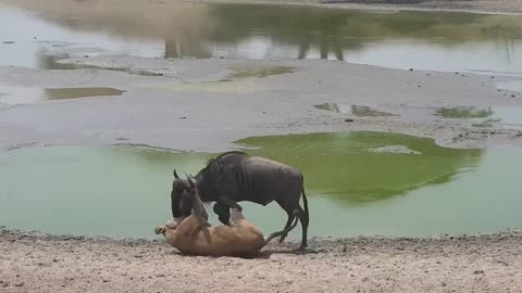 lion vs wildebeest