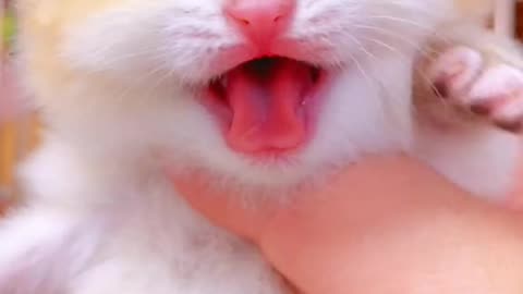 Beautiful voice of cat.