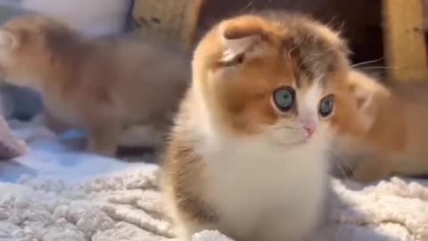 cutest small cat