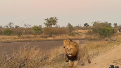 Lions patrolling for territory