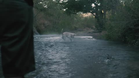 Funny dogs in rain ☔🤣 dogs